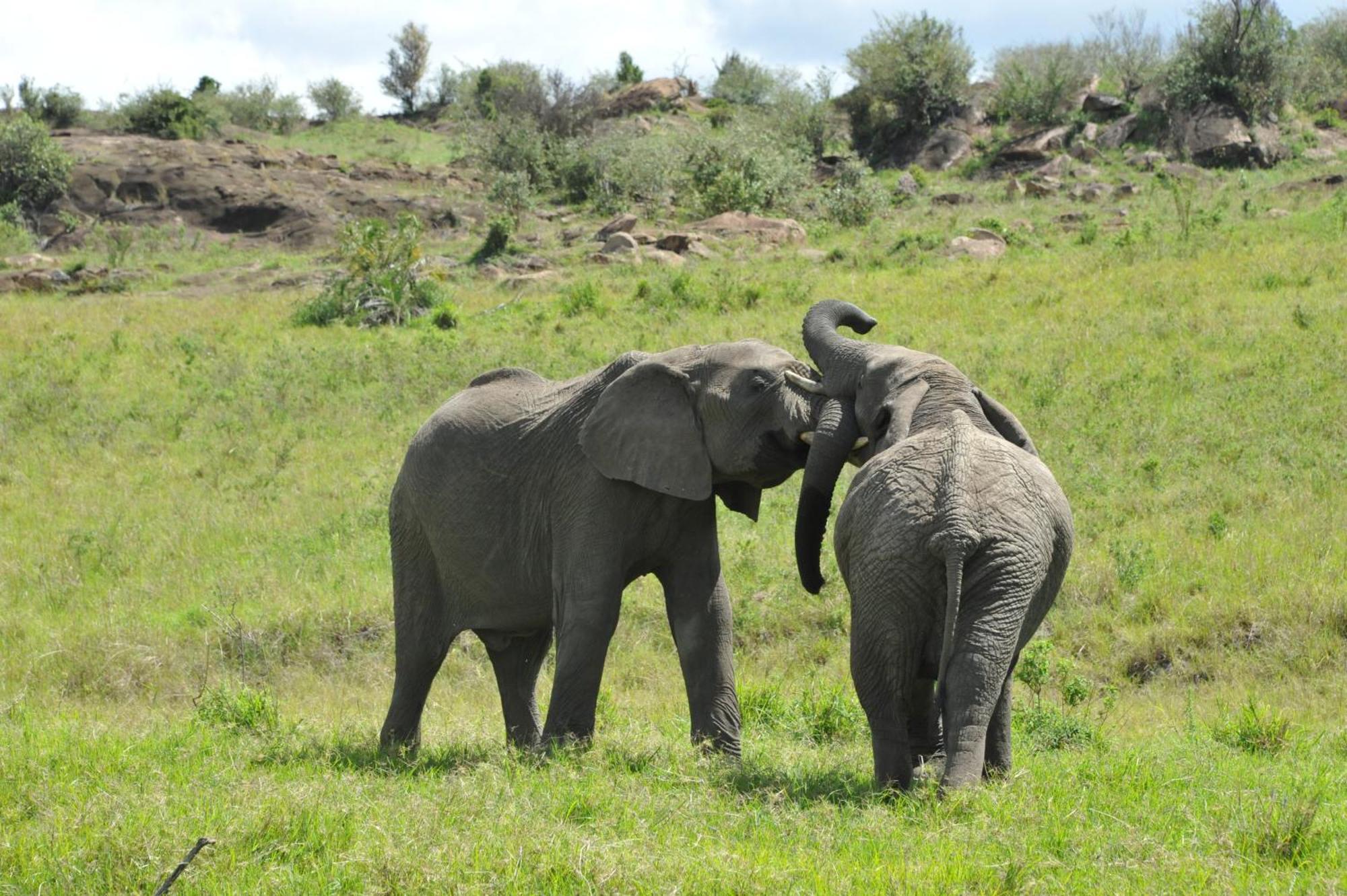 Hotel Samana Mara Maasai Mara Zewnętrze zdjęcie